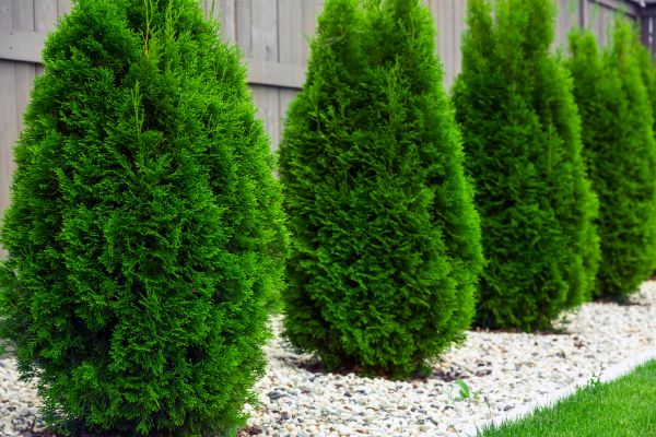 Arborvitae Planting in Woodland Hills