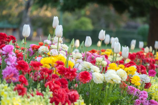 Gardening Service in Woodland Hills