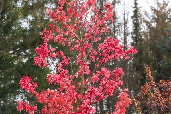 Japanese Maple Planting in Woodland Hills