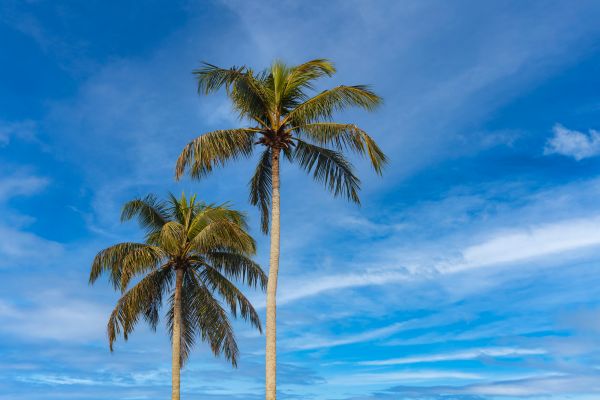 Palm Tree Planting in Woodland Hills