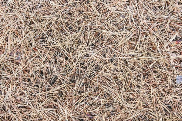 Pine Straw Installation in Woodland Hills