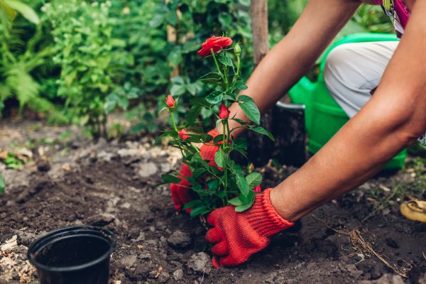 Planting Service in Woodland Hills
