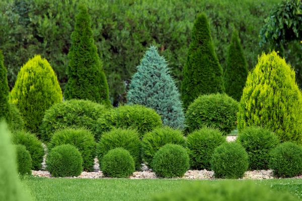Shrub Replacement in Woodland Hills