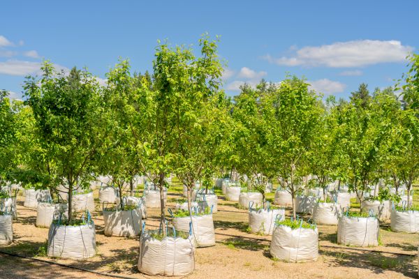 Tree Planting Service in Woodland Hills