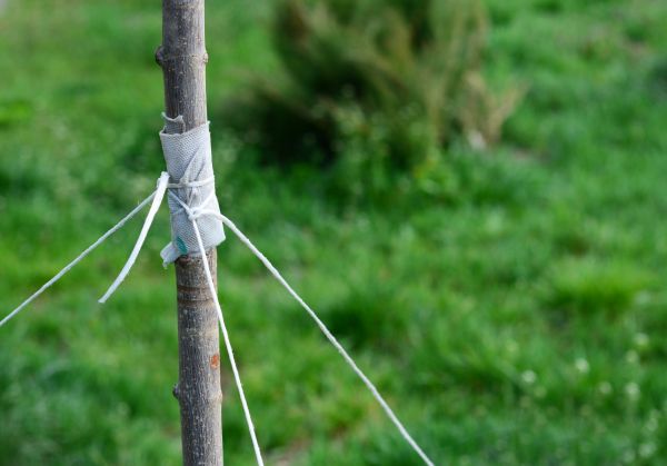 Tree Staking Service in Woodland Hills