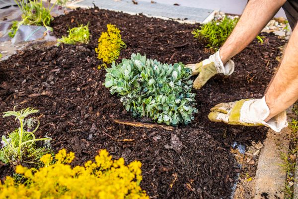 Weeding And Mulching in Woodland Hills