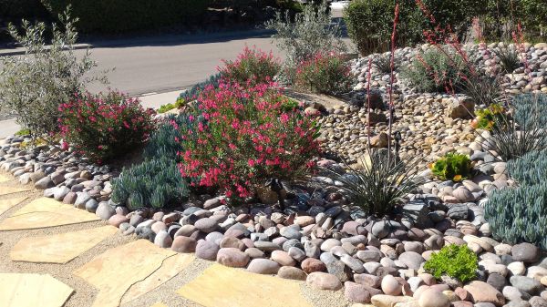 Xeriscape Landscaping in Woodland Hills