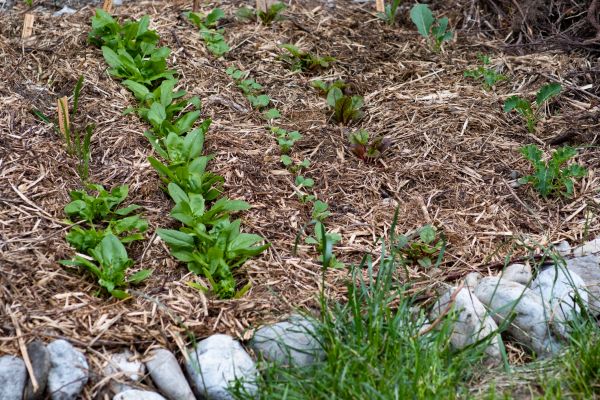 Mulch Service in Woodland Hills