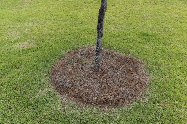 Pine Straw Spreading in Woodland Hills