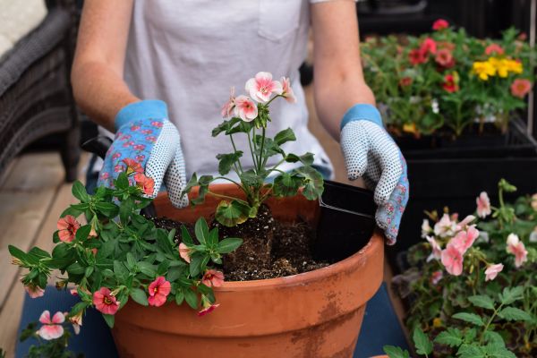 Plant Care Service in Woodland Hills