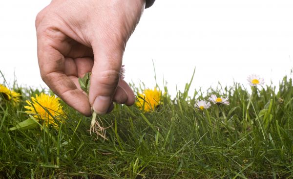 Lawn Weeding in Woodland Hills