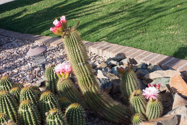 Desert Landscaping in Woodland Hills