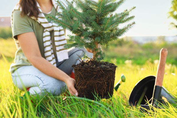 Spruce Tree Planting in Woodland Hills