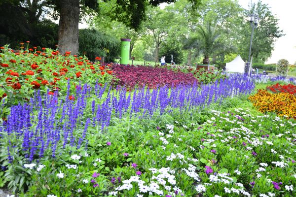 Perennials Planting in Woodland Hills