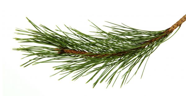Pine Needles Installation in Woodland Hills