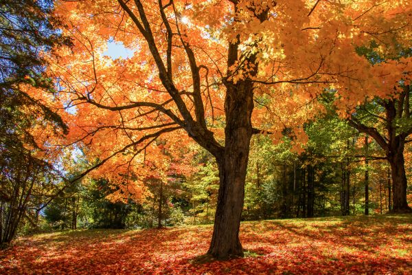 Maple Tree Planting in Woodland Hills