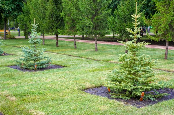 Privacy Trees Planting in Woodland Hills