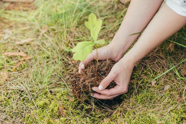Oak Tree Planting in Woodland Hills