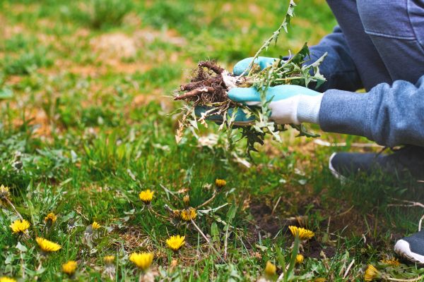 Flower Bed Clearing in Woodland Hills
