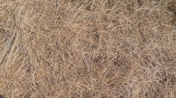 Pine Straw Replacement in Woodland Hills