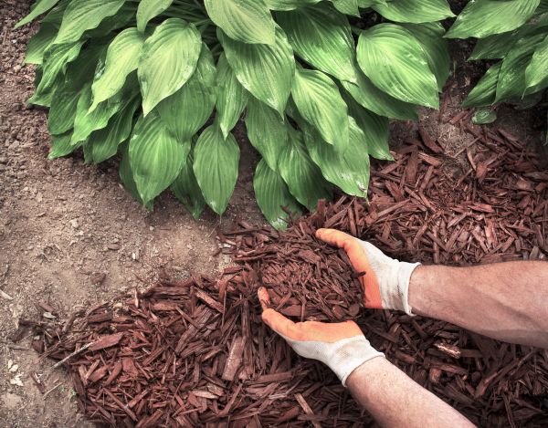Bark Spreading in Woodland Hills