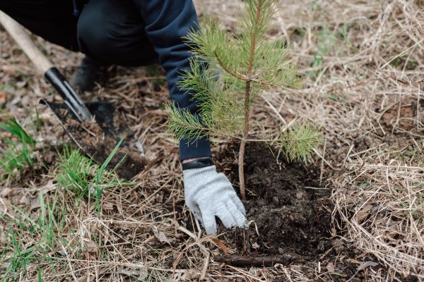 Pine Tree Planting in Woodland Hills