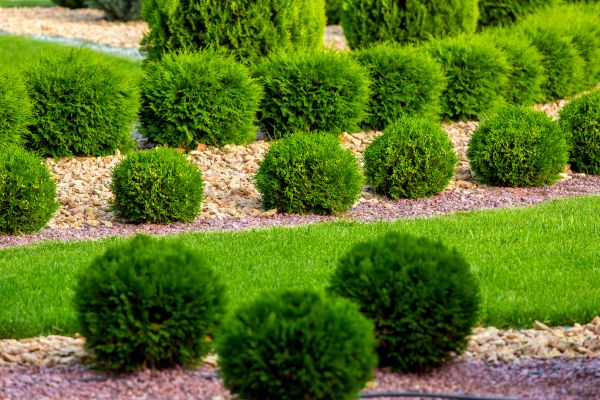 Bush Replacement in Woodland Hills