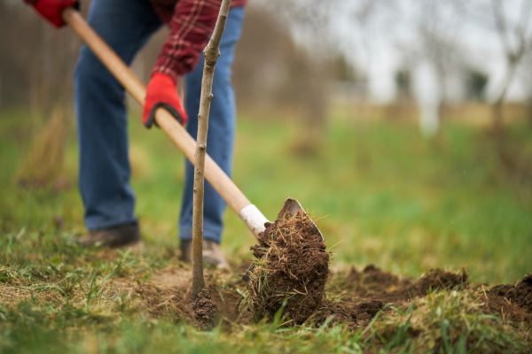 Trees Planting in Woodland Hills