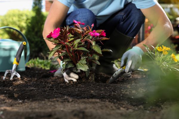 Plant Replacement in Woodland Hills