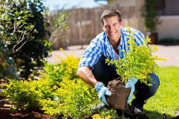 Shrub Landscaping in Woodland Hills
