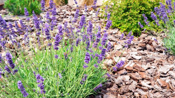 Pine Bark Landscaping in Woodland Hills