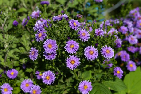 Perennial Flower Planting in Woodland Hills