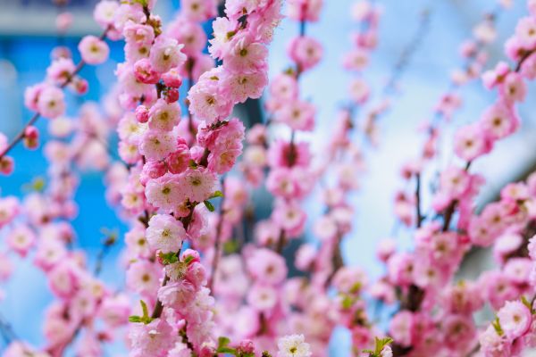 Japanese Cherry Tree Planting in Woodland Hills