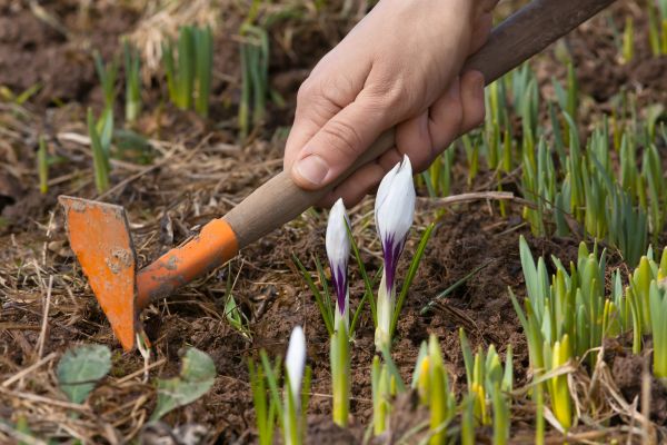 Flower Garden Weeding in Woodland Hills
