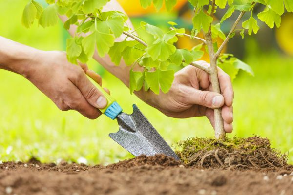 Fruit Tree Planting in Woodland Hills