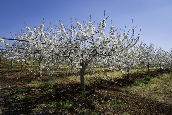 Orchard Planting in Woodland Hills