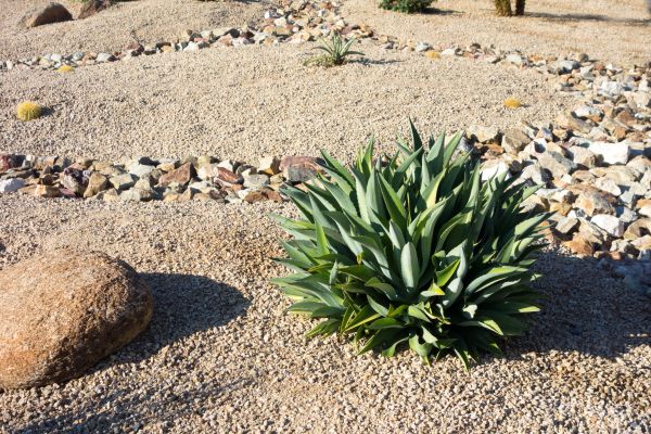 Xeriscaping Service in Woodland Hills
