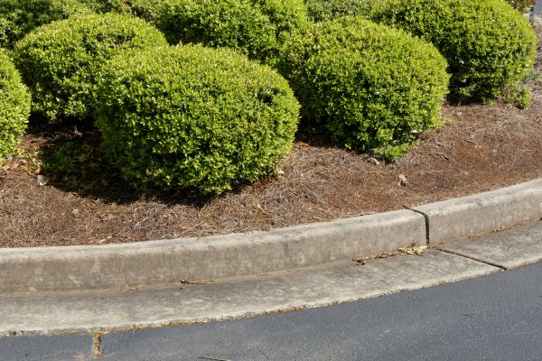 Pine Mulch Installation in Woodland Hills