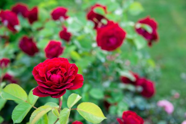 Rose Planting in Woodland Hills