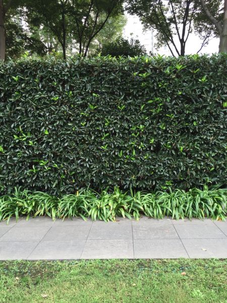 Privacy Shrub Planting in Woodland Hills