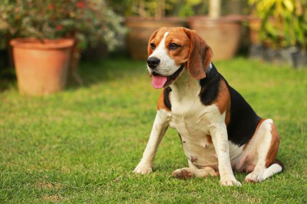 Dog Friendly Landscaping in Woodland Hills