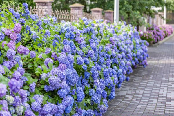 Hydrangea Landscaping in Woodland Hills