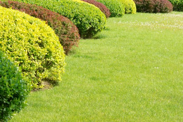 Shrubbery Planting in Woodland Hills