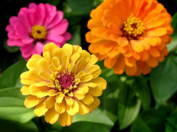 Zinnia Planting in Woodland Hills