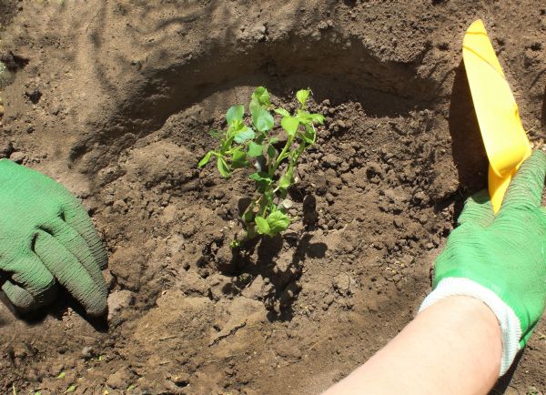 Rose Bush Planting in Woodland Hills