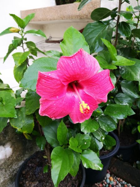 Hibiscus Planting in Woodland Hills