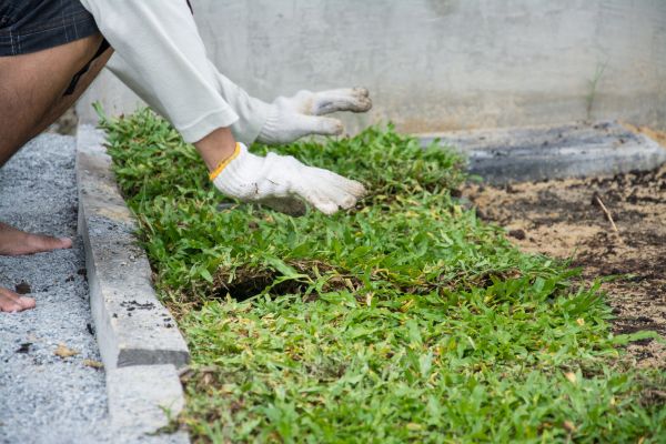 Ground Cover Planting in Woodland Hills