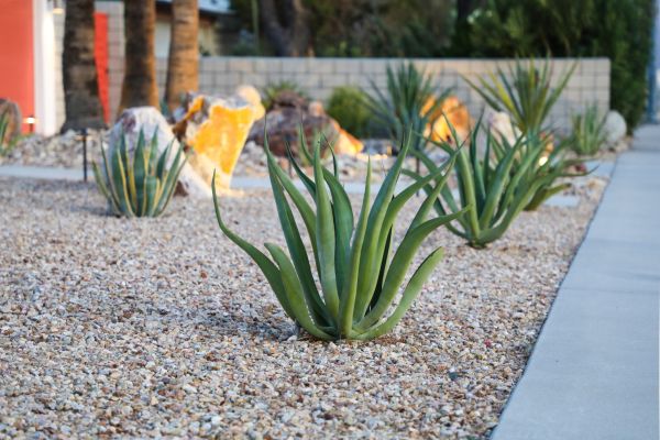 Drought Resistant Landscaping in Woodland Hills