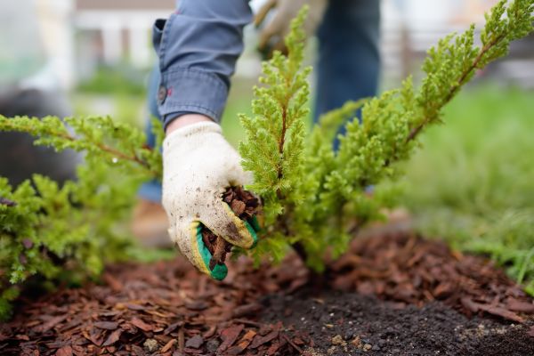 Church Mulching in Woodland Hills