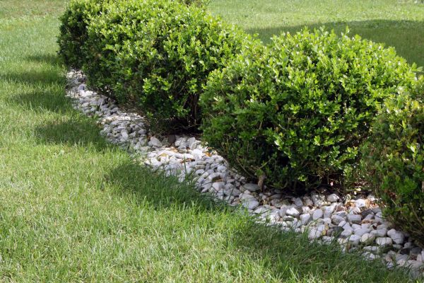 Boxwood Planting in Woodland Hills